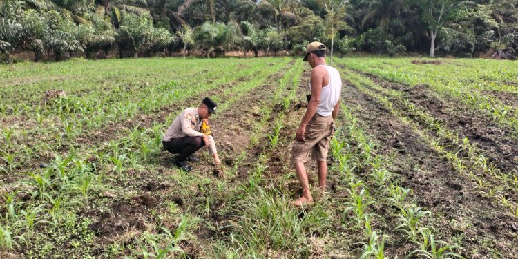 Polsek Tambusai Utara Kawal Pertumbuhan Jagung Demi Perkuat Ketahanan Pangan di Desa Mekar Jaya