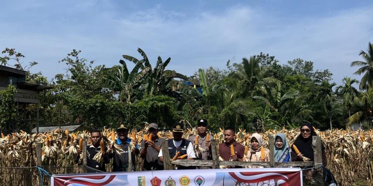 Panen Perdana dan Panen Raya Jagung Pipil di Kuansing, Wujud Nyata Dukung Swasembada Pangan 2026