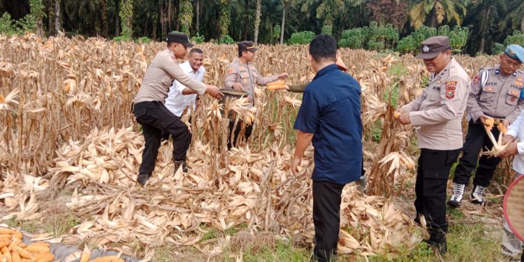 Polsek Tambusai Utara Sukses Panen Raya Jagung, Hasilkan 4 Ton Dukung Swasembada Pangan 2026