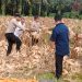 Polsek Tambusai Utara Sukses Panen Raya Jagung, Hasilkan 4 Ton Dukung Swasembada Pangan 2026