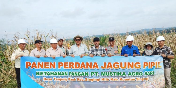 Panen Perdana Jagung Pipil PT MAS di Tanjung Pauh, Wujud Dukungan Asta Cita Presiden