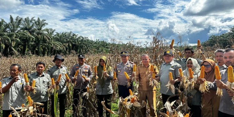 Dukung Program Asta Cita, Kapolsek Rambah Hilir Turun Langsung Kawal Panen Jagung