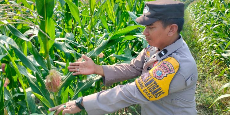 Bhabinkamtibmas Polsek Tualang Cek Perkembangan Jagung di Ponpes, Dukung Ketahanan Pangan Nasional
