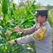 Bhabinkamtibmas Polsek Tualang Cek Perkembangan Jagung di Ponpes, Dukung Ketahanan Pangan Nasional