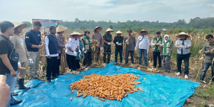 Polsek Benai Dukung Ketahanan Pangan, Panen Raya Jagung Pipil BUMDes Talontam Sukses Digelar