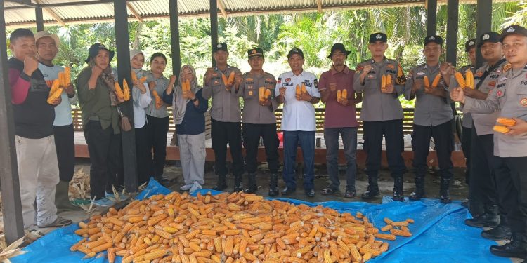 Panen Jagung 4 Ton di Rambah, Sinergi Polsek Rambah dan Petani Wujud Nyata Swasembada Pangan 2026