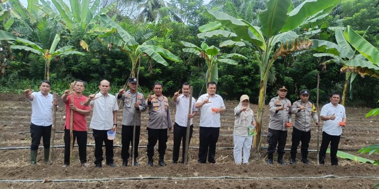 Perkuat Ketahanan Pangan, Polsek Rambah Optimalkan Lahan Lewat Penanaman Jagung di Bangun Purba