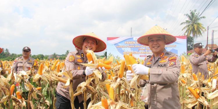 Polsek Kulim Gelar Panen Raya Jagung Kuartal II 2026, Dukung Program Swasembada Pangan Nasional