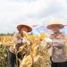 Polsek Kulim Gelar Panen Raya Jagung Kuartal II 2026, Dukung Program Swasembada Pangan Nasional