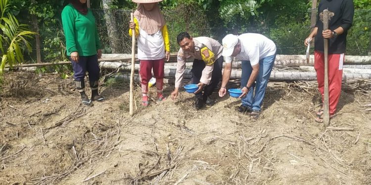 Polsek Kuantan Tengah Dukung Program Ketahanan Pangan, Penanaman Jagung Pipil Dilaksanakan di Pulau Banjar Kari