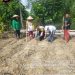 Polsek Kuantan Tengah Dukung Program Ketahanan Pangan, Penanaman Jagung Pipil Dilaksanakan di Pulau Banjar Kari