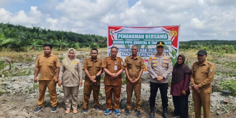 Dukung Ketahanan Pangan, Kapolsek dan Camat Pangkalan Kuras Tanam Jagung Pipil 4 Hektare di Desa Betung