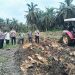 Dukung Ketahanan Pangan Polsek Singingi Hilir Melakukan Penggemburan Lahan Tumpang Sari Untuk Penanaman Jagung Pipil