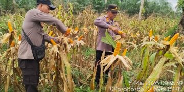 Polsek Pangean Hadiri Panen Jagung Pipil, Dukung Ketahanan Pangan di Desa Tanah Bekali