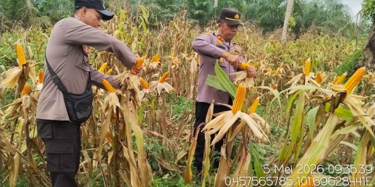Polsek Pangean Hadiri Panen Jagung Pipil, Dukung Ketahanan Pangan di Desa Tanah Bekali