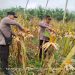 Polsek Pangean Hadiri Panen Jagung Pipil, Dukung Ketahanan Pangan di Desa Tanah Bekali