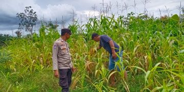 Polsek Hulu Kuantan Cek Perkembangan Tanaman Jagung di Desa Tanjung Medang, Dukung Program Swasembada Pangan 2026