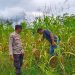 Polsek Hulu Kuantan Cek Perkembangan Tanaman Jagung di Desa Tanjung Medang, Dukung Program Swasembada Pangan 2026