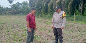 Polsek Logas Tanah Darat Lakukan Pengecekan Tanaman Jagung, Dukung Program Swasembada Pangan Nasional