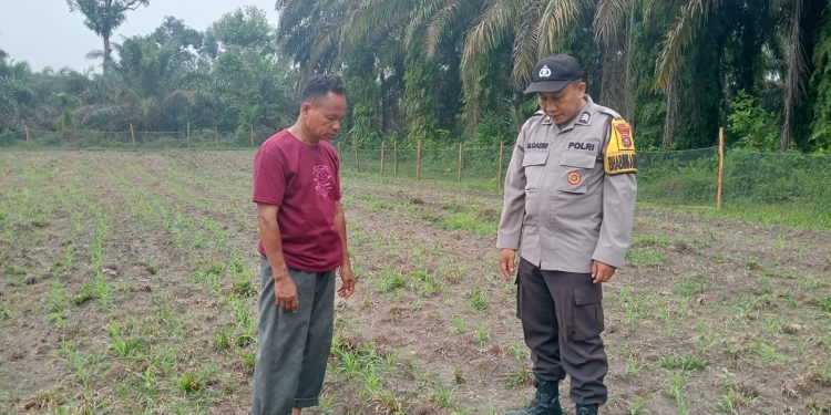Polsek Logas Tanah Darat Lakukan Pengecekan Tanaman Jagung, Dukung Program Swasembada Pangan Nasional