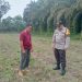 Polsek Logas Tanah Darat Lakukan Pengecekan Tanaman Jagung, Dukung Program Swasembada Pangan Nasional