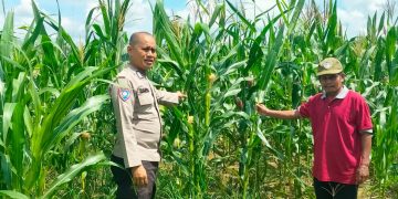 Polsek Kampar Kiri Periksa Perkembangan Tanaman Jagung Ketahanan Pangan, Lahan 0,5 Hektar Berkembang Baik