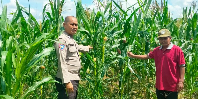 Polsek Kampar Kiri Periksa Perkembangan Tanaman Jagung Ketahanan Pangan, Lahan 0,5 Hektar Berkembang Baik