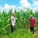 Polsek Kampar Kiri Periksa Perkembangan Tanaman Jagung Ketahanan Pangan, Lahan 0,5 Hektar Berkembang Baik