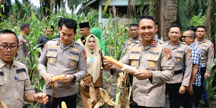 Dukung Ketahanan Pangan Wadir Binmas Polda Riau dan Kapolres Siak Ikut Panen Jagung di Empang Pandan