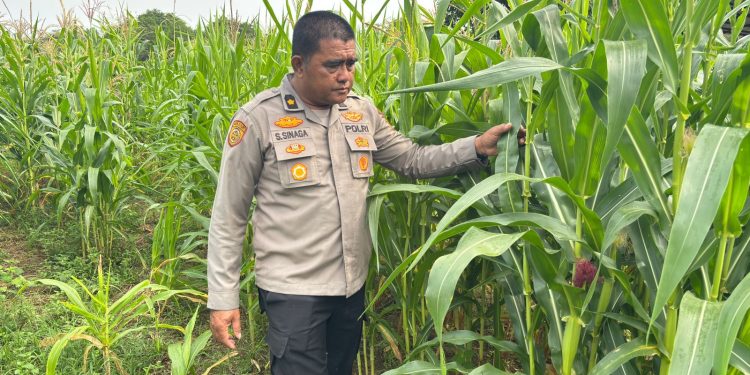 Optimalisasi Program Ketahanan Pangan, Polres Rokan Hulu Cek Perkembangan Jagung Hibrida