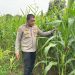 Optimalisasi Program Ketahanan Pangan, Polres Rokan Hulu Cek Perkembangan Jagung Hibrida