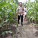 Polsek Kampar Kiri Hilir Periksa Tanaman Jagung Pipil Tumpang Sari, Perkembangan Baik Dan Akan Panen Pertegahan Mei