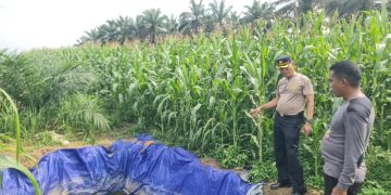 Panen Sudah Dekat Kapolsek Pkl Kuras Cek Jagung Pipil 12 Ha di KUD Sialang Makmur