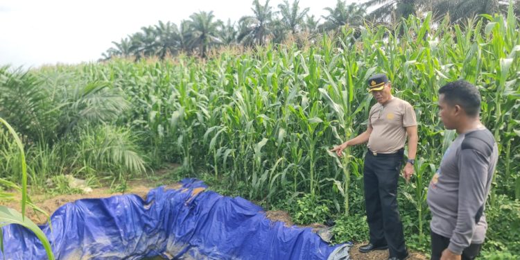 Panen Sudah Dekat Kapolsek Pkl Kuras Cek Jagung Pipil 12 Ha di KUD Sialang Makmur