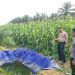 Panen Sudah Dekat Kapolsek Pkl Kuras Cek Jagung Pipil 12 Ha di KUD Sialang Makmur