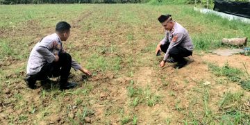 Polsek Kuantan Mudik Dukung Swasembada Pangan 2026, Cek Perkembangan Jagung Pipil di Gunung Toar