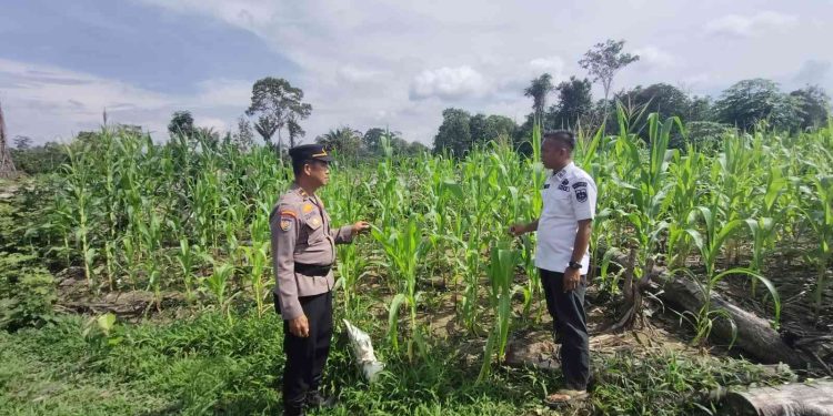 Polsek Rambah Samo Tinjau Tanaman Jagung di Sei Salak, Perkuat Program Ketahanan Pangan Nasional
