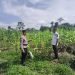 Polsek Rambah Samo Tinjau Tanaman Jagung di Sei Salak, Perkuat Program Ketahanan Pangan Nasional