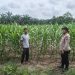 Polsek Perhentian Raja Periksa Tanaman Jagung Pipil Poktan, Lahan 1,25 Hektar Berkembang Optimal Dengan Metode Monokultur