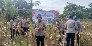POLSEK SENAPELAN PANEN JAGUNG PIPIL DUKUNG PROGRAM KETAHANAN PANGAN