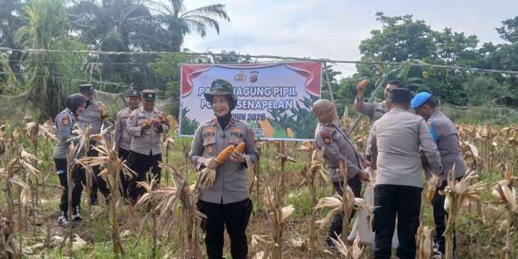 POLSEK SENAPELAN PANEN JAGUNG PIPIL DUKUNG PROGRAM KETAHANAN PANGAN