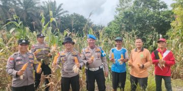 Polsek Kampar Kiri Hilir Meramaikan Panen Jagung Pipil, Dukung Program Swasembada Pangan Desa Simalinyang