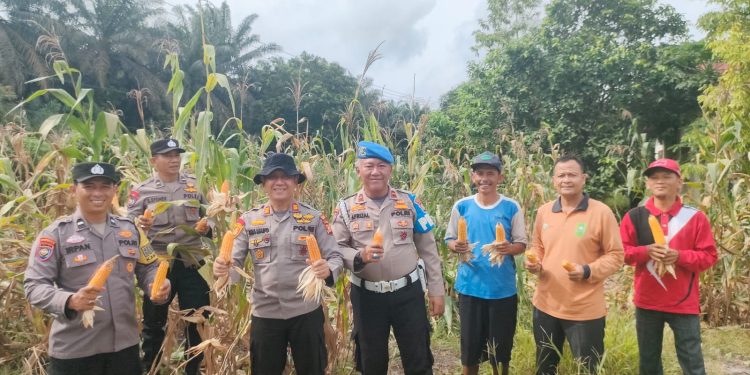 Polsek Kampar Kiri Hilir Meramaikan Panen Jagung Pipil, Dukung Program Swasembada Pangan Desa Simalinyang
