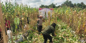 Polsek Teluk Meranti Panen Raya Jagung 1,5 Ton: Sinergi Polri dan Petani Wujudkan Swasembada Pangan 2026