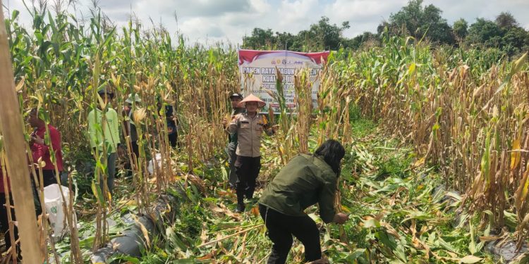 Polsek Teluk Meranti Panen Raya Jagung 1,5 Ton: Sinergi Polri dan Petani Wujudkan Swasembada Pangan 2026
