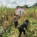 Polsek Teluk Meranti Panen Raya Jagung 1,5 Ton: Sinergi Polri dan Petani Wujudkan Swasembada Pangan 2026