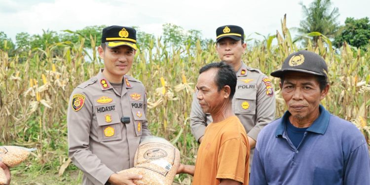 Polisi Cinta Petani, Kapolres Kuansing Bersama Kelompok Tani Panen Raya 21 Ton Jagung Pipil