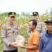 Polisi Cinta Petani, Kapolres Kuansing Bersama Kelompok Tani Panen Raya 21 Ton Jagung Pipil