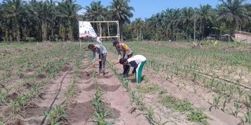 Polsek Singingi Cek Perkembangan Jagung Pipil, Dukung Program Swasembada Pangan 2026