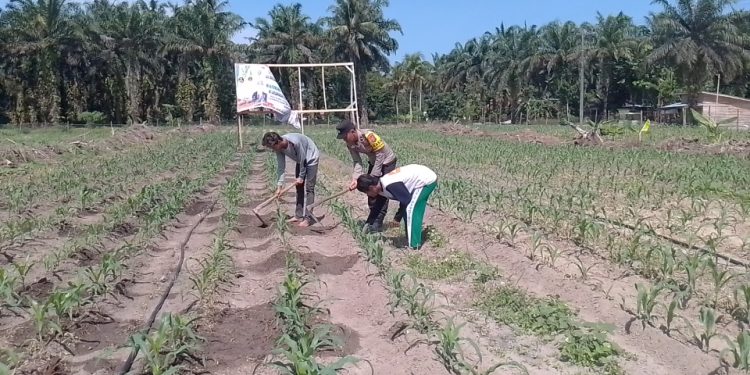 Polsek Singingi Cek Perkembangan Jagung Pipil, Dukung Program Swasembada Pangan 2026